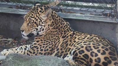 Jaguar de zoológico em Nova Orleães matou oito animais antes de ser recapturado