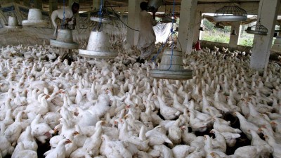 Japão abate 210.000 aves de capoeira após casos detectados de gripe aviária