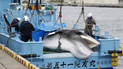 Japão realiza primeiro leilão de carne de baleia após retomar caça comercial