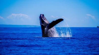 Japão sai da Comissão Baleeira Mundial e vai retomar pesca comercial de baleias