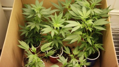 Legalização da canábis no Canadá pode render mil milhões de dólares ao governo