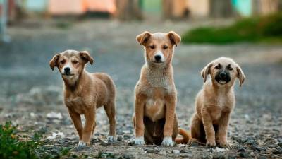 Maior matadouro de cães desmantelado em Seul