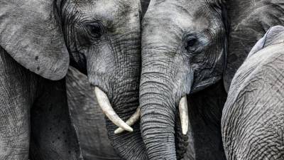 Mais 200 elefantes morrem no Zimbabué devido à seca prolongada