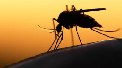 Mais de 100 casos de vírus Zika registados no norte da índia