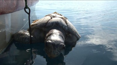 Mais de 400 tartarugas capturadas em três anos