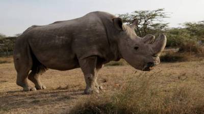 Mais de 500 rinocerontes mortos na África do Sul este ano
