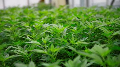Mais de 60 mil plantas de canábis apreendidas nos EUA