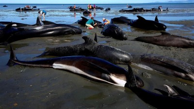 Mais de 600 baleias deram à costa em praias da Nova Zelândia desde sexta-feira