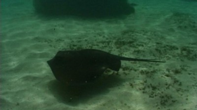 Mais de metade das raias e tubarões do mediterrâneo estão em risco de extinção