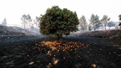 Mais de mil hectares ardidos e prejuízos no sector primário em Valpaços