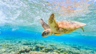Mais de uma centena de tartarugas mortas dão à costa no México