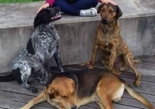 Matosinhos constrói parque para acolher cães assilvestrados