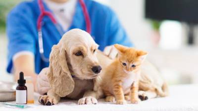 Médicos veterinários passam a ser responsáveis por registo de cães, gatos e furões