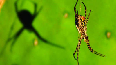 Menos insectos e pouca informação na Lista Vermelha dos Invertebrados em 2021