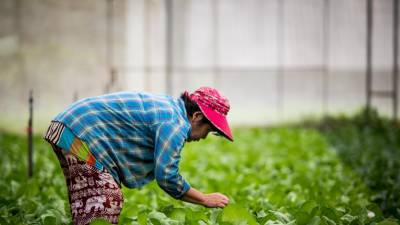 Mercado brasileiro de produtos orgânicos faturou 900 milhões de euros em 2018