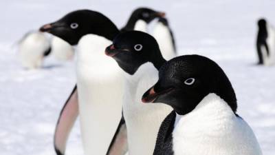 Microplásticos detectados pela primeira vez em pinguins da Antártida