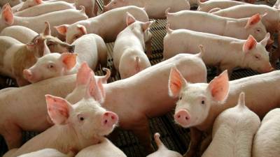 Milhões de porcos abatidos na Ásia, num dos maiores surtos de sempre de peste suína