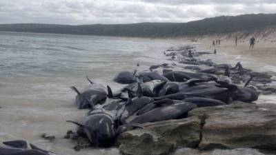 Morreu metade das 150 baleias encalhadas numa baía no sudoeste de Austrália