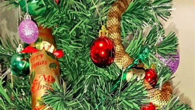 Mulher encontra prenda venenosa na árvore de Natal: uma cobra verdadeira