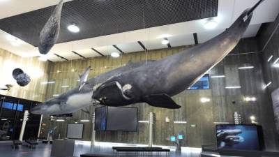 Museu da Baleia abre portas no Dia Mundial do Turismo