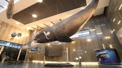 Museu da Baleia assinala Dia Nacional do Mar com várias iniciativas gratuitas