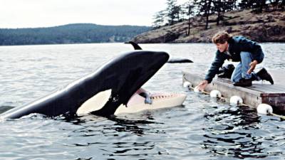 Museu da Baleia convida a ver ‘Free Willy 2’