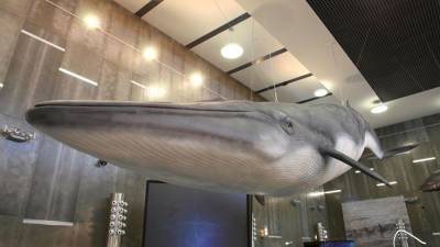 Museu da Baleia da Madeira com novo horário
