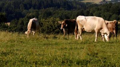 Muçulmano linchado na Índia por suspeita de contrabando de vacas
