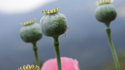 México foi o país mais mortífero do mundo a seguir à Síria em 2016