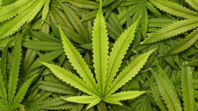 México prepara legalização de ‘cannabis’ para fins recreativos