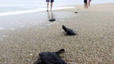 Ninhos de tartarugas nas praias de Cabo Verde devem atingir recorde