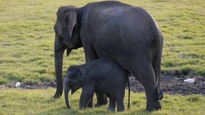 Número de elefantes estabiliza nos 10.800 em Moçambique