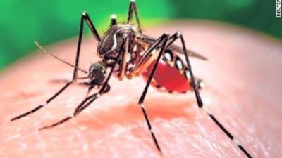 Nova estirpe do vírus zika circula no Brasil e pode originar epidemia, revela estudo