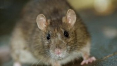 Nova Iorque ataca flagelo dos ratos com pílula contracetiva