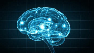 Nova teoria diz que flexibilidade cerebral é a base da inteligência humana