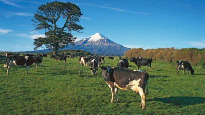 Nova Zelândia vai abater 150 mil vacas para erradicar bactéria infecciosa