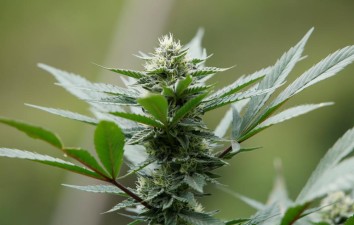 Nove Estados votam uso de marijuana no dia da escolha do próximo Presidente dos EUA