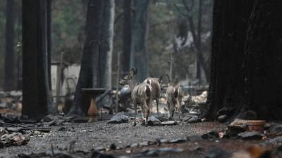 Novo balanço aponta para 83 mortos e 563 desaparecidos em incêndio na Califórnia