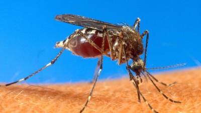 Novo vírus transmitido pelo mosquito Aedes pode espalhar-se pelo continente americano