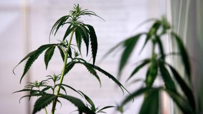 Observatório de Canábis Medicinal diz que situação dos doentes está pior desde aprovação da lei