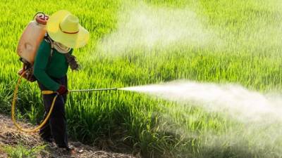 ONG alerta para pesticidas no Brasil que estão a envenenar quem vive no campo