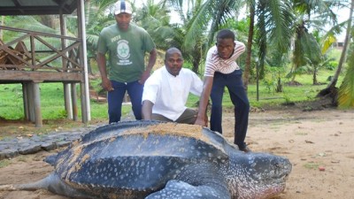 ONG intensificam campanha contra abate e consumo de tartarugas em São Tomé