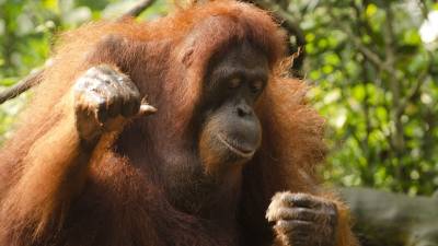Orangotango mais velho do mundo morreu no jardim zoológico de Perth