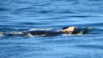 Orca ‘carrega’ bebé morto durante dias e comove comunidade