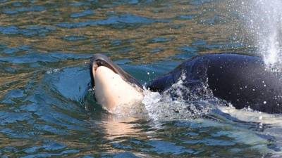 Orca deixa partir corpo de cria morta ao fim de 17 dias de luto