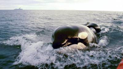Orcas partilham traços de personalidade com humanos e chimpanzés