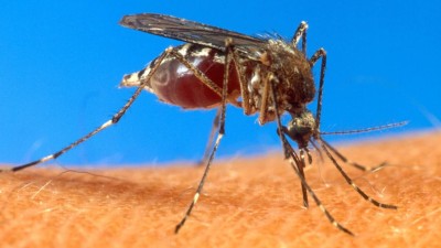 Organizações internacionais unem-se na luta contra doenças provocadas por mosquitos