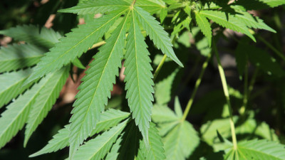 Parlamentares holandeses aprovam lei que permite cultivo de cannabis