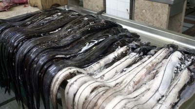 Peixe com alto nível de mercúrio aumenta risco de esclerose lateral amiotrófica