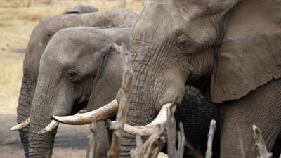 Pelo menos 105 elefantes morreram no Zimbabué por causa da seca